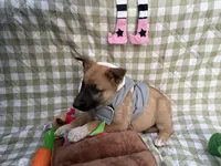 Natasha, a female German Shepherd Dog for sale in South Bend, IN – 2 of 10
