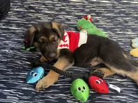 Thor, a male German Shepherd Dog for sale in South Bend, IN – 6 of 10