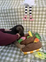 Thor, a male German Shepherd Dog for sale in South Bend, IN – 3 of 10