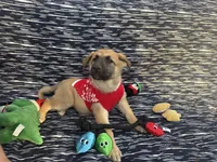 Wanda, a female German Shepherd Dog for sale in South Bend, IN – 10 of 10