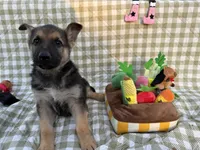 Bruce, a male German Shepherd Dog for sale in South Bend, IN – 5 of 10