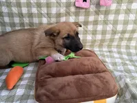 Natasha, a female German Shepherd Dog for sale in South Bend, IN – 3 of 10
