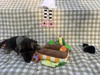Thor, a male German Shepherd Dog for sale in South Bend, IN – 9 of 10