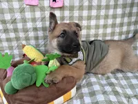 Stark, a male German Shepherd Dog for sale in South Bend, IN – 4 of 8