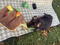 Thor, a male German Shepherd Dog for sale in South Bend, IN – 4 of 10