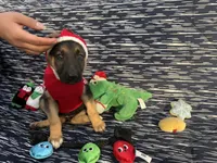 Kara, a female German Shepherd Dog for sale in South Bend, IN – 5 of 7