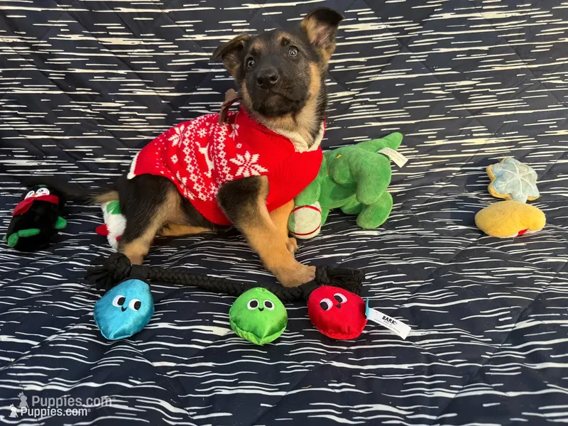 Kara – German Shepherd Dog puppy for sale in South Bend, IN