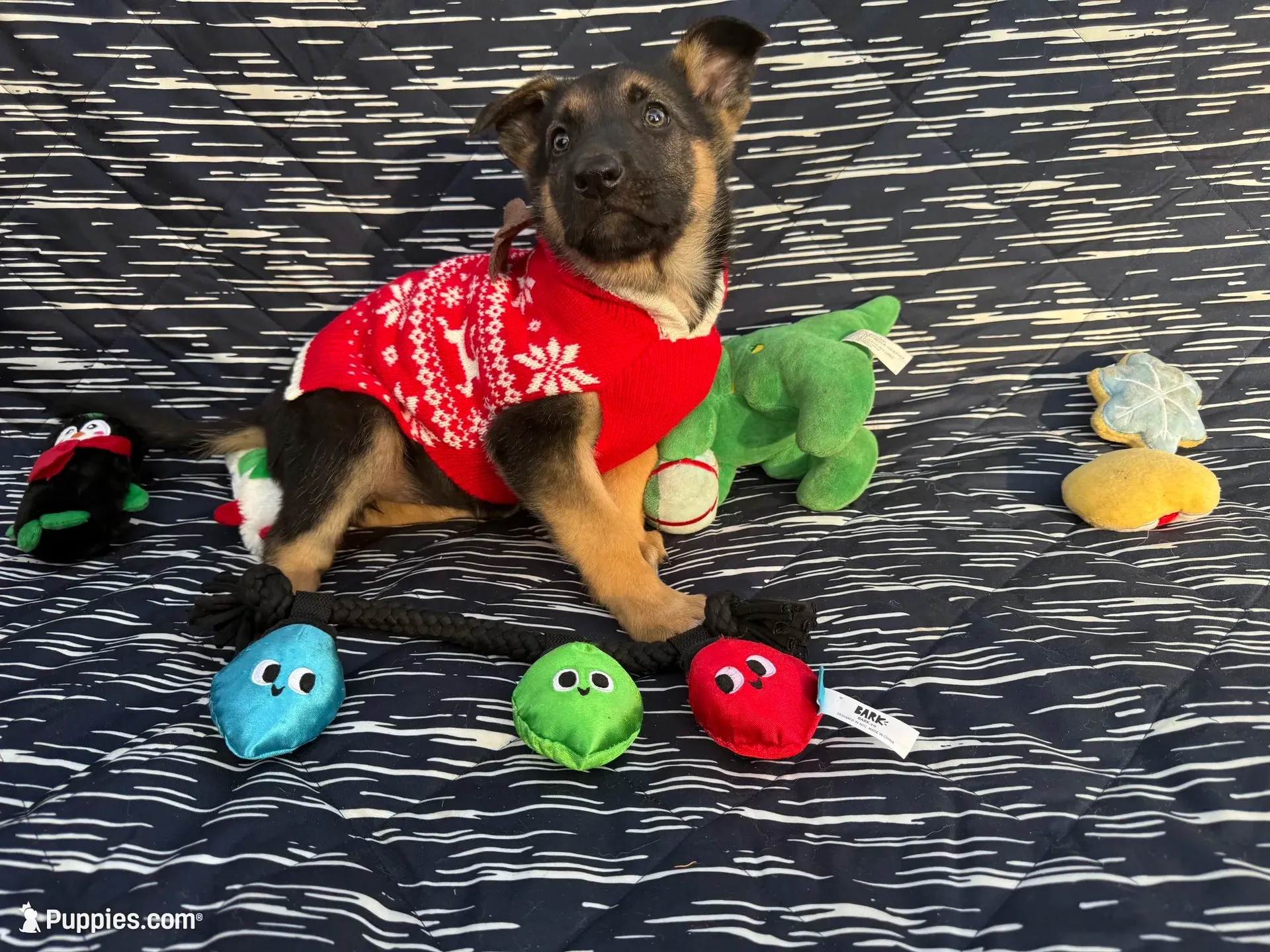 Kara, a female German Shepherd Dog for sale in South Bend, IN – 1 of 7