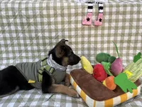 Kara, a female German Shepherd Dog for sale in South Bend, IN – 7 of 7