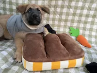 Wanda, a female German Shepherd Dog for sale in South Bend, IN – 6 of 10