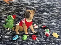 Natasha, a female German Shepherd Dog for sale in South Bend, IN – 9 of 10