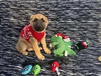 Wanda, a female German Shepherd Dog for sale in South Bend, IN – 2 of 10