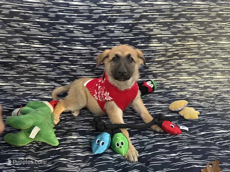 Wanda – German Shepherd Dog puppy for sale in South Bend, IN