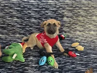 Wanda, a female German Shepherd Dog for sale in South Bend, IN – 1 of 10