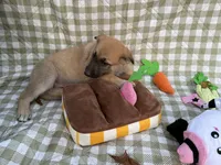 Wanda, a female German Shepherd Dog for sale in South Bend, IN – 3 of 10