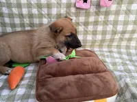 Natasha, a female German Shepherd Dog for sale in South Bend, IN – 4 of 10