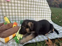 Thor, a male German Shepherd Dog for sale in South Bend, IN – 10 of 10