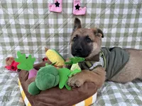 Stark, a male German Shepherd Dog for sale in South Bend, IN – 5 of 8