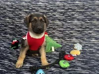 Thor, a male German Shepherd Dog for sale in South Bend, IN – 7 of 10