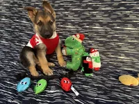 Bruce, a male German Shepherd Dog for sale in South Bend, IN – 3 of 10