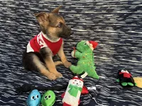 Bruce, a male German Shepherd Dog for sale in South Bend, IN – 9 of 10