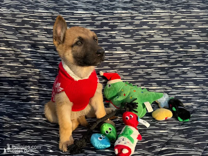 Stark – German Shepherd Dog puppy for sale in South Bend, IN