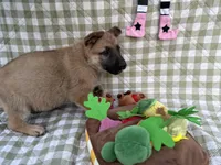 Stark, a male German Shepherd Dog for sale in South Bend, IN – 2 of 8