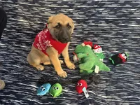 Wanda, a female German Shepherd Dog for sale in South Bend, IN – 8 of 10