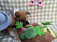 Natasha, a female German Shepherd Dog for sale in South Bend, IN – 6 of 10