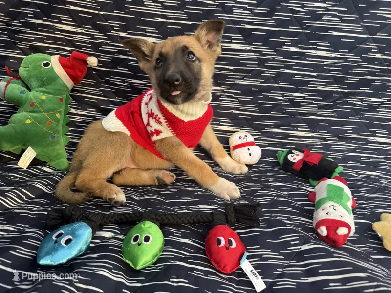 Natasha – German Shepherd Dog puppy for sale in South Bend, IN