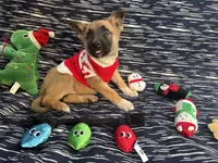 Natasha, a female German Shepherd Dog for sale in South Bend, IN – 1 of 10