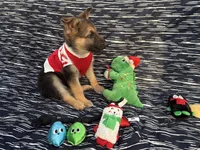 Bruce, a male German Shepherd Dog for sale in South Bend, IN – 8 of 10