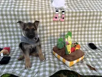 Bruce, a male German Shepherd Dog for sale in South Bend, IN – 6 of 10