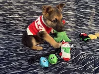 Bruce, a male German Shepherd Dog for sale in South Bend, IN – 10 of 10