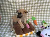 Wanda, a female German Shepherd Dog for sale in South Bend, IN – 7 of 10