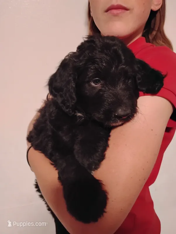 Ash – Aussiedoodle puppy for sale in Apache Junction, AZ