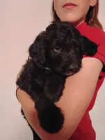 Ash, a male Aussiedoodle for sale in Apache Junction, AZ – 1 of 2