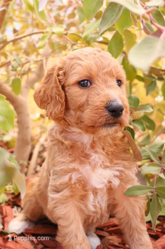 Arthur – Goldendoodle puppy for sale in Apache Junction, AZ