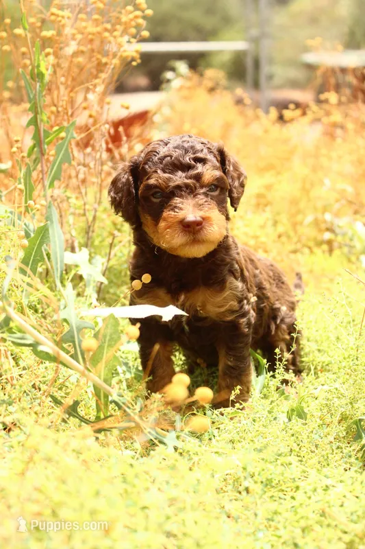 Reese – Miniature Aussiedoodle puppy for sale in Apache Junction, AZ