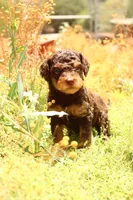 Reese, a male Miniature Aussiedoodle for sale in Apache Junction, AZ – 1 of 3