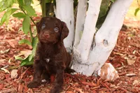 Winnie , a female Miniature Aussiedoodle for sale in Apache Junction, AZ – 2 of 2