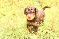 Reese, a male Miniature Aussiedoodle for sale in Apache Junction, AZ – 3 of 3