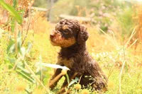Reese, a male Miniature Aussiedoodle for sale in Apache Junction, AZ – 2 of 3
