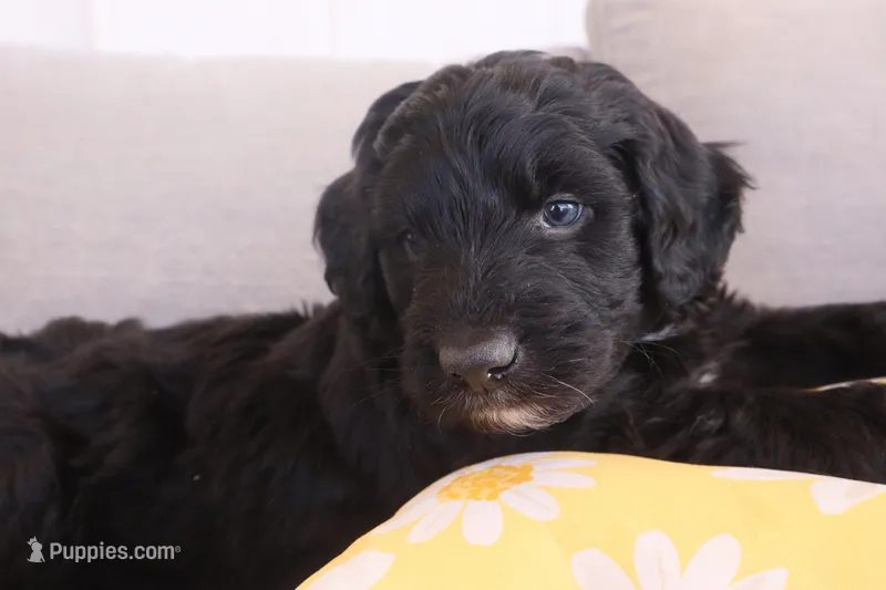 Bear – Aussiedoodle puppy for sale in Apache Junction, AZ
