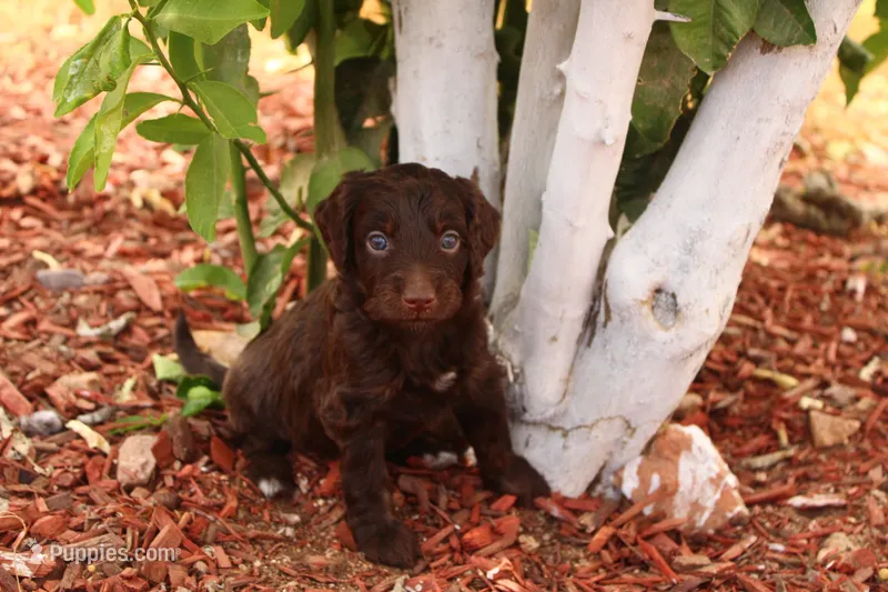 Winnie  – Miniature Aussiedoodle puppy for sale in Apache Junction, AZ