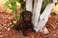 Winnie , a female Miniature Aussiedoodle for sale in Apache Junction, AZ – 1 of 2