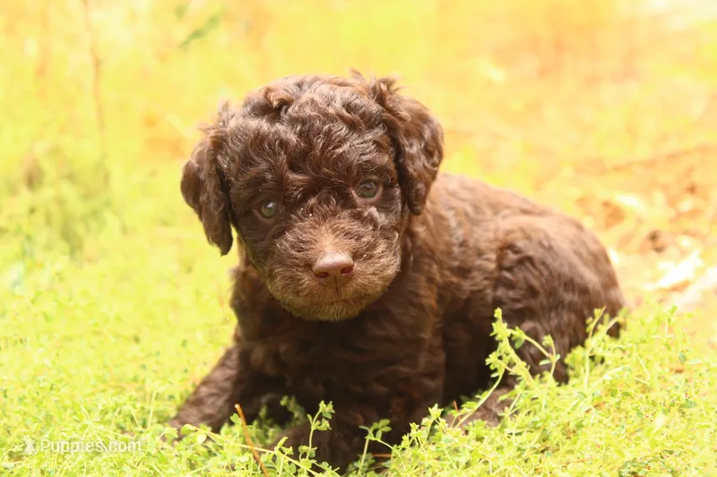 Teddy – Miniature Aussiedoodle puppy for sale in Apache Junction, AZ