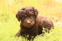 Teddy, a male Miniature Aussiedoodle for sale in Apache Junction, AZ – 1 of 2