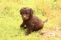 Teddy, a male Miniature Aussiedoodle for sale in Apache Junction, AZ – 2 of 2