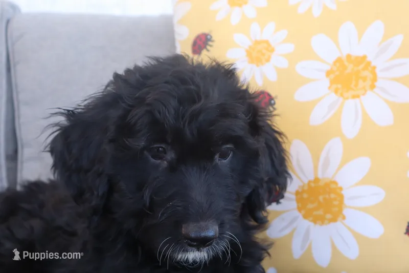 Daisy – Aussiedoodle puppy for sale in Apache Junction, AZ